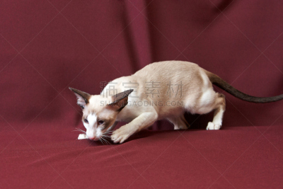 野生猫科动物,指挥台,水平画幅,可爱的,曝光过度,家畜,无人,羽毛围巾,俄罗斯