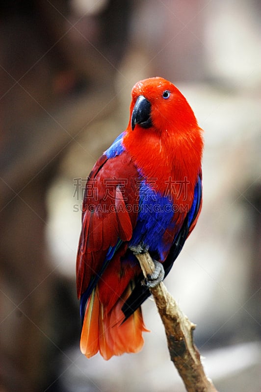 鹦鹉,红色,整羽,金刚鹦鹉,垂直画幅,噪声,鸟类,毛绒绒,喙,外套