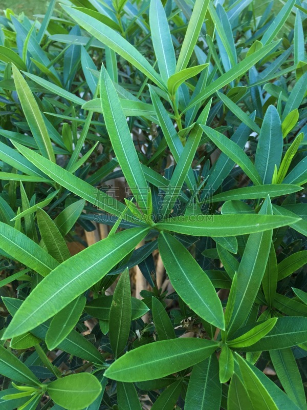 园林,度假胜地,灌木,绿色,表现积极,努比亚山羊,平和,清新,景观设计,环境