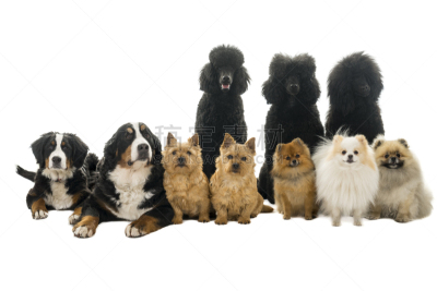 狗,伯恩山犬,动物群,贵宾犬,白色背景,诺维奇犬,分离着色,摄像机拍摄角度,坐,躺