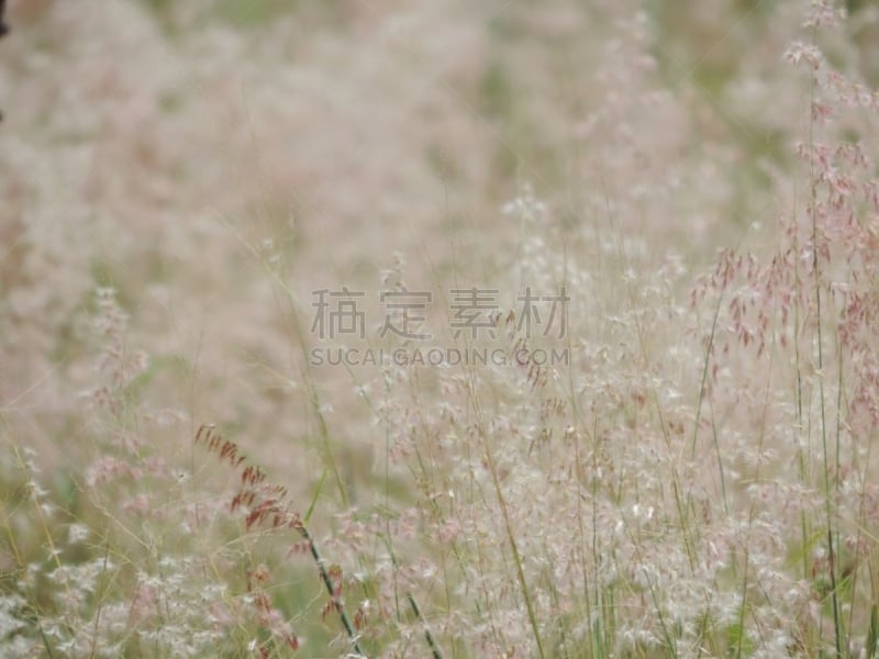 草原,巴西的东北部,水平画幅,无人,玫瑰,尖顶饰,潘帕斯大草原,皮奥伊州,自然美,田地