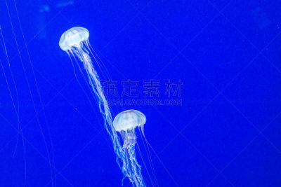 盒式水母,水母,蛇发女妖,无形的,触须,头足类动物,水,美,水平画幅,水下