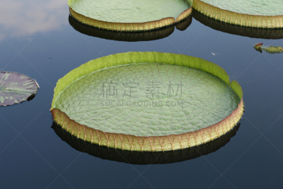 水,餐盘,秘密行动,六月,水平画幅,睡莲,无人,夏天,异国情调,户外