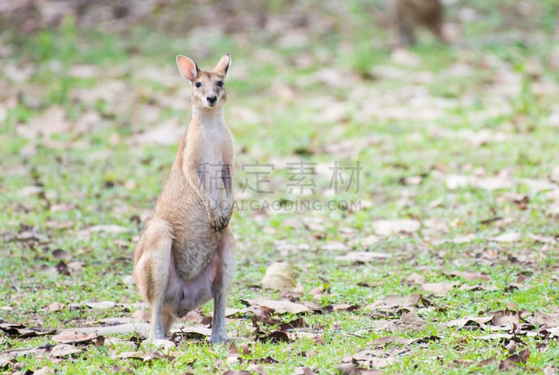 机敏,agile wallaby,自然,野生动物,水平画幅,小袋鼠,肖像,食草,有袋亚纲,动物