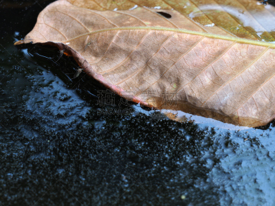 水,蚊子,水平画幅,游泳池,开着的,采采蝇,危险,大特写,河流,自然