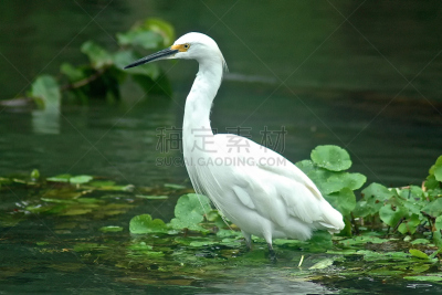 tortuguero national park,雪白鹭,哥斯达黎加,里蒙省,水平画幅,无人,2015年,鸟类,户外,摄影
