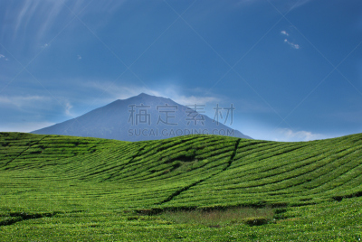 茶树,印度尼西亚,火山,西苏门答腊,农业,茶,著名自然景观,景观设计,枝繁叶茂,自然美