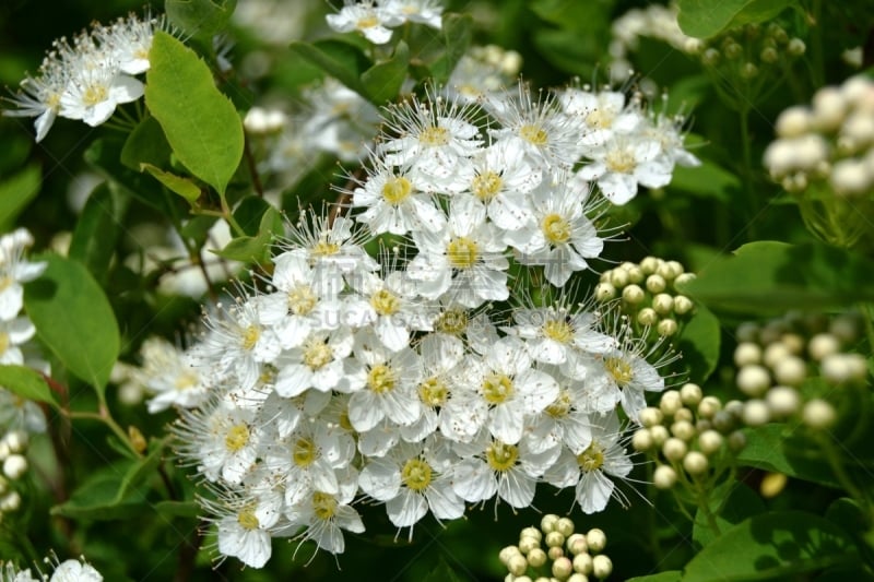 锈线菊属的灌木,绣线菊,美,水平画幅,无人,夏天,特写,俄罗斯,花蕾,自然公园