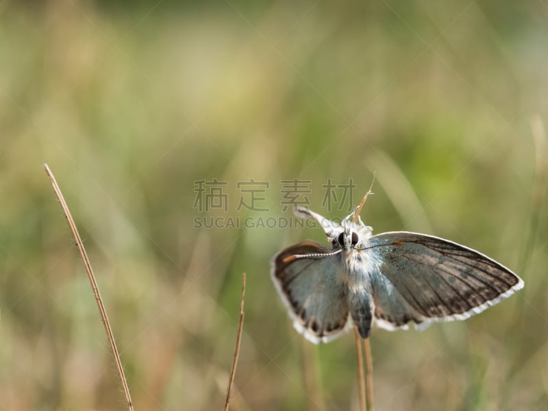 灰蝶科,蝴蝶,蓝色,克里顿眼灰蝶,家庭,生物学,野生动物,环境,鳞翅类,翅膀