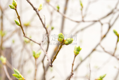 绿色,嫩枝,丁香花,特写,叶子,春天,花朵,幼小动物,新的,干的