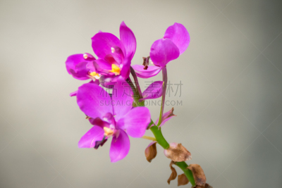绿化隔离带,诺森伯兰郡,平视角,环境,仅一朵花,英国,英格兰,草,汽车广告背景图,研磨食品