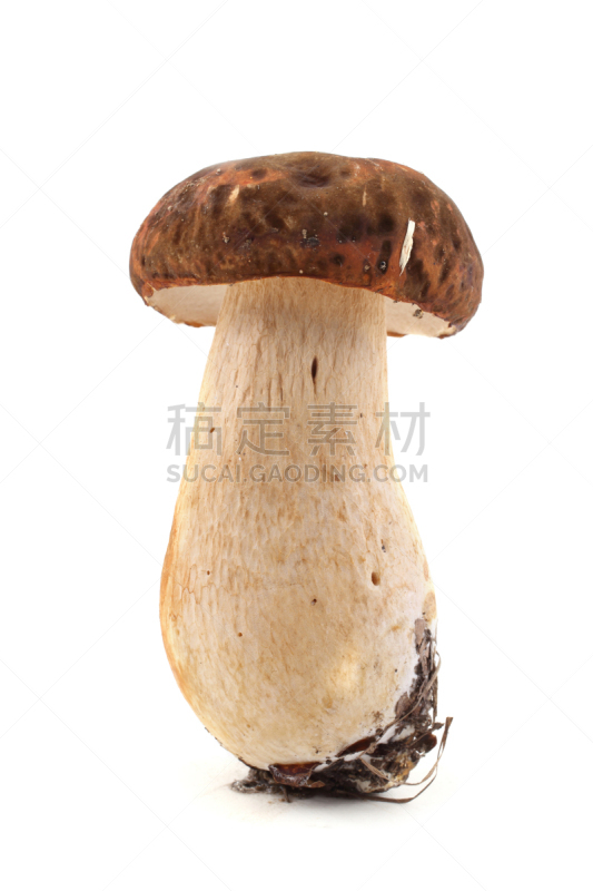 美味牛肝菌,垂直画幅,褐色,porcini mushroom,无人,清新,阴影,背景分离,摄影