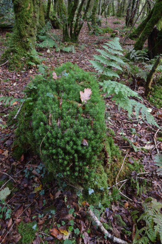 bodmin moor,苔藓,树林,康沃尔,垂直画幅,无人,英国,户外,蕨类,摄影