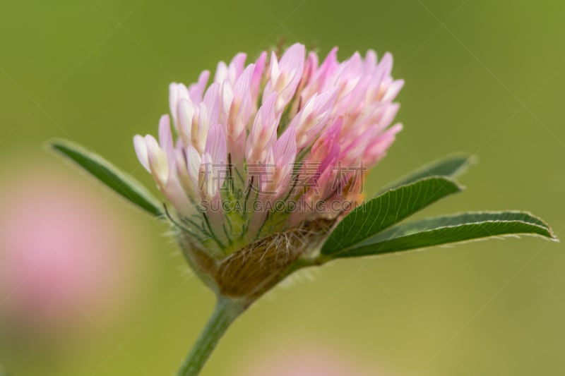 三叶草芽,红羽毛三叶草,花序,三叶草,欧洲,红色,图像,英国,无人,野生植物