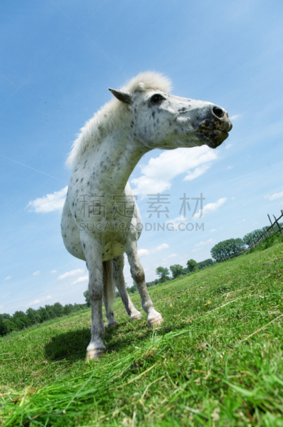 白马,垂直画幅,天空,干草,动物嘴,颈,谷仓,无人,阴影,户外