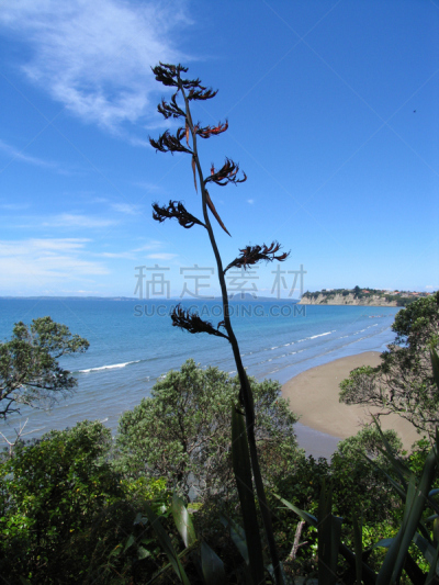 龙湾,亚麻,自然,垂直画幅,绿色,无人,蓝色,朗伊托托岛,太平洋岛屿,夏天