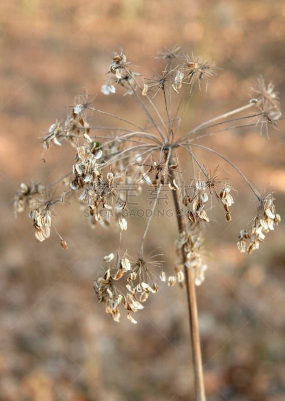 茎,不雅的,圆锥花序植物,植物叶柄,垂直画幅,褐色,草原,无人,干花,轻的