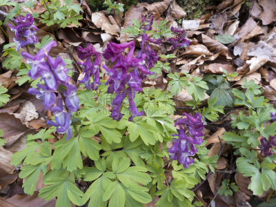 blühender Lerchensporn im lichten Wald