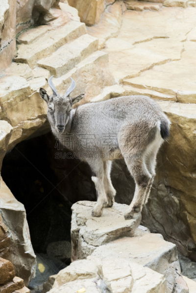 markhor,岩石,塔吉克斯坦,野生山羊,公羊,蹄,垂直画幅,雄鹿,沟壑,动物身体部位