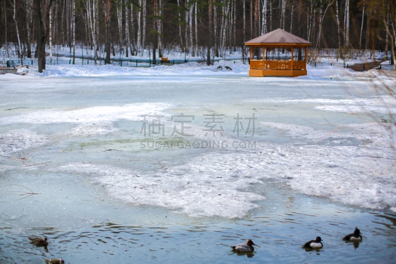 湖,木制,冬天,鸭子,藤架,寒冷,凉棚,环境,雪,池塘