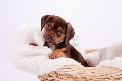 puggle犬,小狗,歪着脑袋,留白,绿色眼睛,水平画幅,注视镜头,篮子,哺乳纲,狗