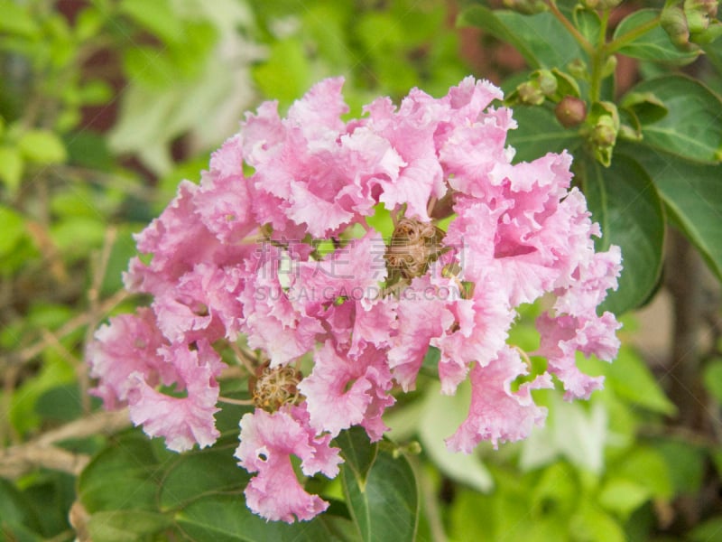 Crape myrtle