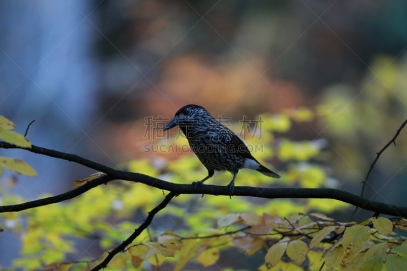 胡桃钳,斑点,德国,黑森林,褐色,坚果,水平画幅,无人,欧亚大陆,鸟类