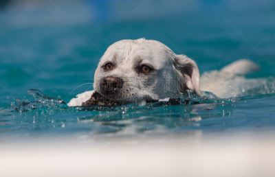 金毛拉布拉多猎犬,水,寻回犬,水平画幅,游泳池,夏天,哺乳纲,寻回（动物习性）,宠物,黄色