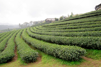 地形,茶树,绿色,阿萨姆,大吉岭,慕那尔,自然,寒冷,水平画幅,山