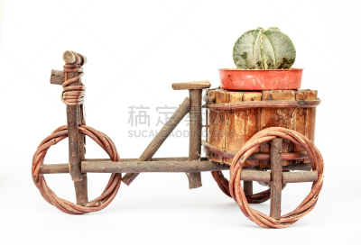 仙人掌,白色背景,锅,分离着色,自然,式样,水平画幅,小的,无人,干的