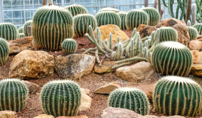 巨大的,仙人掌,栽培植物,美,诗丽吉王后,水平画幅,无人,五月,荆棘,夏天