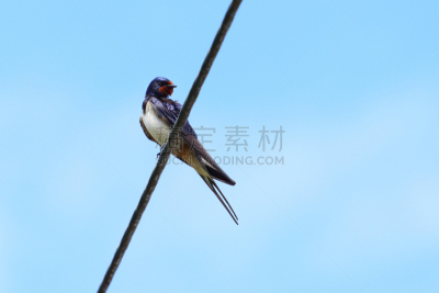 天空,电缆,家燕,蓝色,明亮,背景,九月,十月,彩色背景,野生动物
