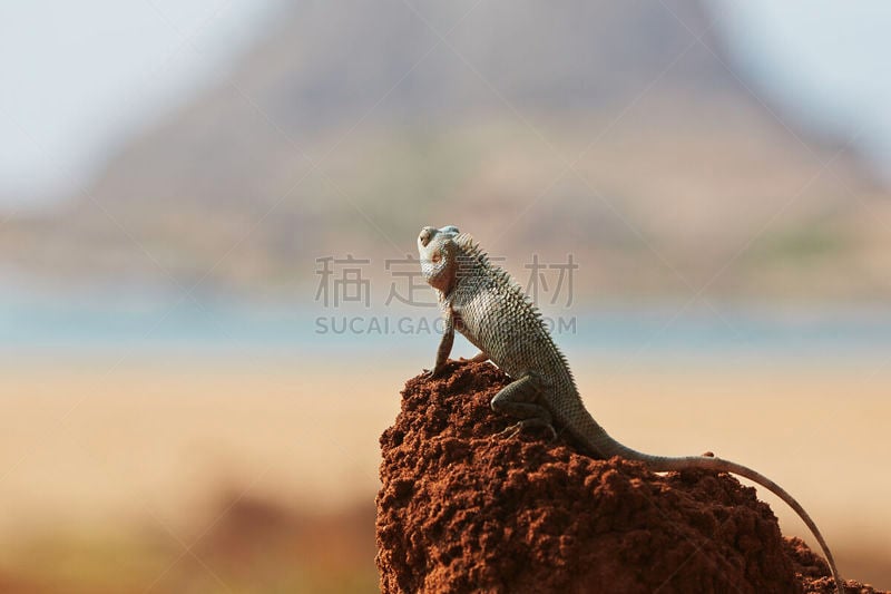 变色龙,爬虫学,选择对焦,留白,公园,褐色,水平画幅,山,蜥蜴