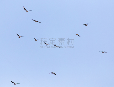 天空,羊群,羽量级选手,思盖顿,印度野生动物园,大自然保护协会,高清格式,哈萨克斯坦,两翼昆虫,人
