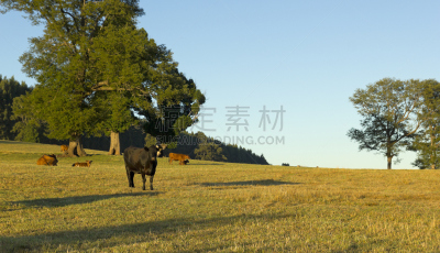 智利,母牛,食草,南美共同市场,阿劳卡尼亚大区,高卓牛仔,牛乳,草地围场,巴塔哥尼亚,水平画幅