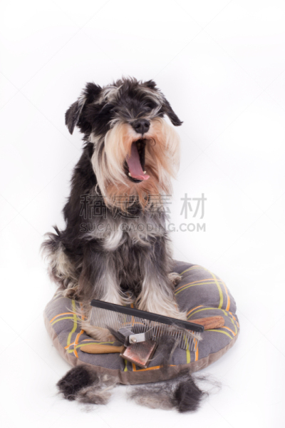 狗,理毛行为,设备用品,动物刷,指甲钳,宠物美容师,髯犬,发刷,剪头发,棚
