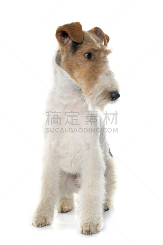 福克斯猎狐犬,垂直画幅,纯种犬,梗犬,白色背景,背景分离,小狗,影棚拍摄,宠物,理毛行为