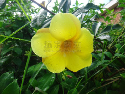 黄色,小号,黄金,肺叶,水平画幅,无人,有毒生物体,萼片,毛莨科,软枝黄蝉