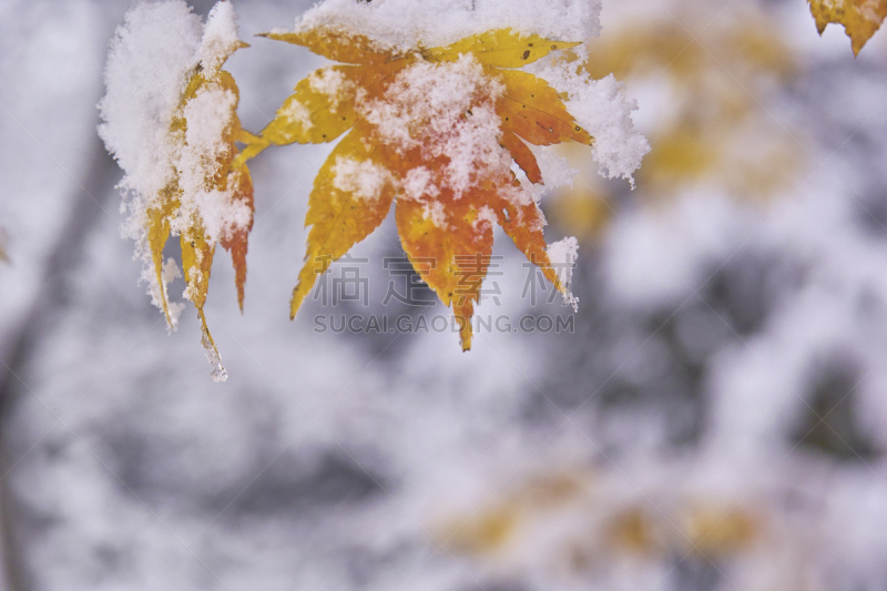 枫树,自然,山形县,水平画幅,地形,秋天,雪,无人,日本,植物