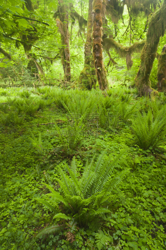 温带雨林,queets rainforest,安琪拉斯港,大叶枫树木,奥林比亚,可可雨林,奥林匹克国家公园,奥林匹克山,树冠,垂直画幅