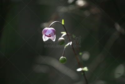 莲花升麻属科,山路,山梨县,山口,高原,水平画幅,小的,可爱的,早晨,夏天