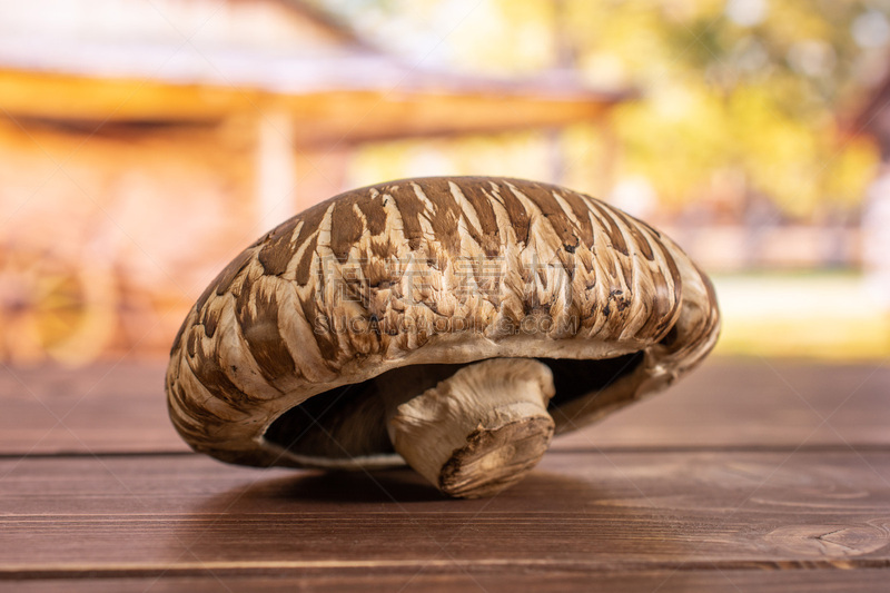 蘑菇,褐色,波托贝洛蘑菇,深的,暗色,清新,替代医药,食品,熟的,腹侧面