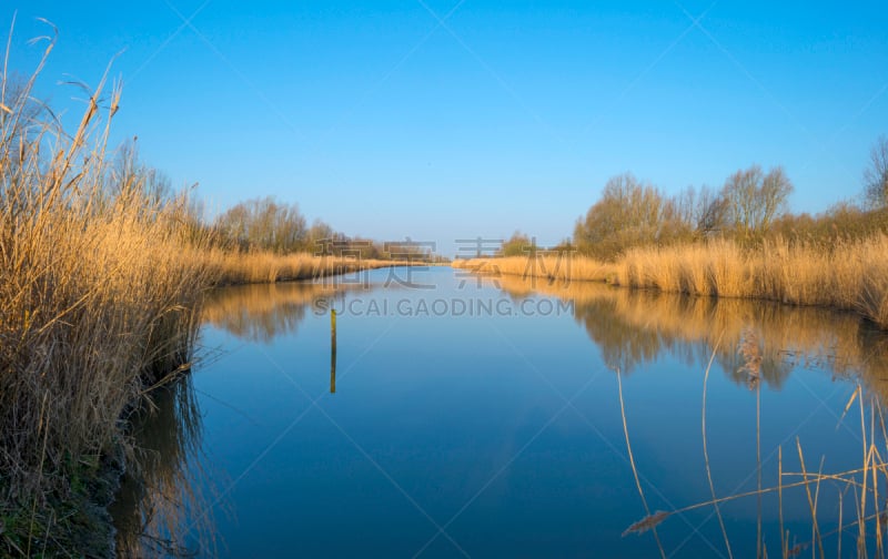 苇地,湖,冬天,日光,普通芦苇,福力沃兰,景观设计,阿尔梅勒,植物,芦苇