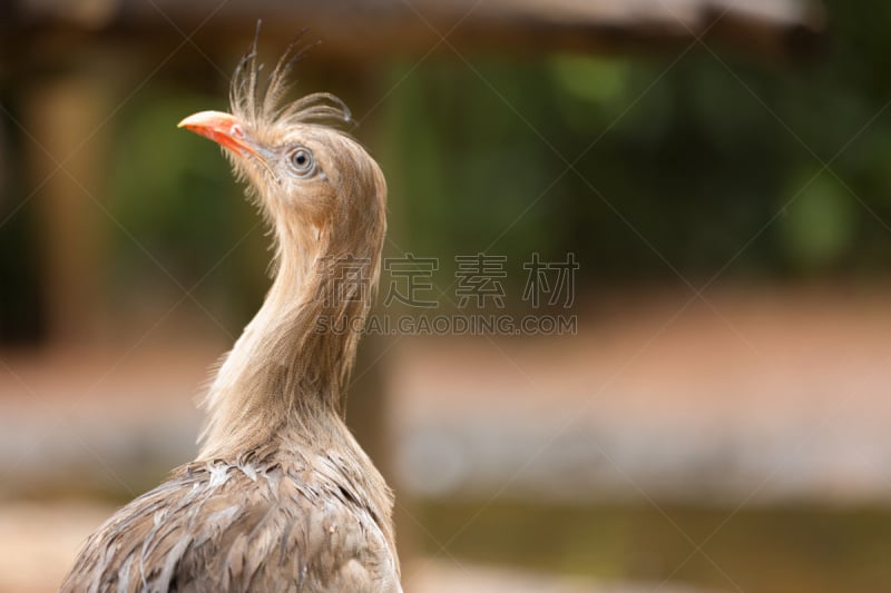 巴西,野外动物,南美,水平画幅,鸟类,叫鹤,红腿叫鹤,观鸟,潘塔纳尔湿地,南美大草原