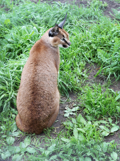 狞獾,薮猫,山猫,垂直画幅,哺乳纲,野生猫科动物,无人,动物,非洲,野外动物