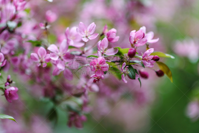 清新,泉,仅一朵花,粉色,海石竹,杏树类,苹果花,拖鞋,春夏系列,花园装置