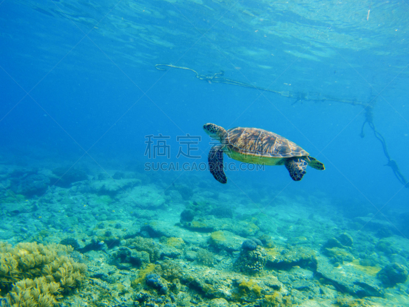 龟,水下,野外动物,蓝色,海洋,鸡尾酒,黎德利海龟,玳瑁,龟壳,海底