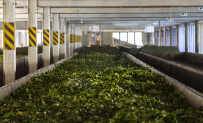 茶叶,死亡的植物,斯里兰卡南部,食品加工厂,农业机器,斯里兰卡,水,茶树,气候,水平画幅