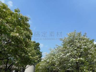 红山茱萸,天空,蓝色,昭岛市,宝塔茱萸,开粉花的山茱萸,开花的山茱萸,箭木,留白,公园
