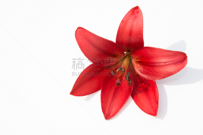 仅一朵花,一个物体,自然美,香睡莲,夏天,明亮,花束,白色,芳香疗法,清新